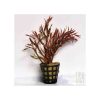 Rotala Rotundifolia 'high red'