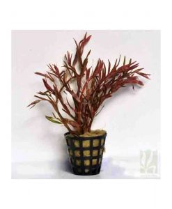 Rotala Rotundifolia 'high red'
