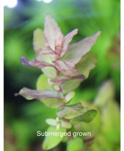 Rotala sp 'Mini Gold'