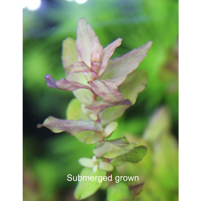 Rotala sp 'Mini Gold'