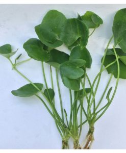 Hydrocleys nymphoides