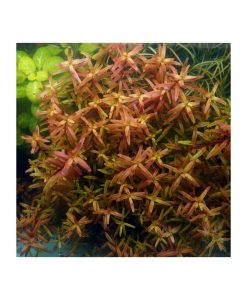 Rotala rotundifolia 'Twilight'