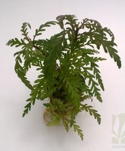 Hygrophilla pinnatifida