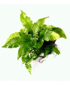 Bolbitis Heteroclita