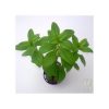 Limnophila sp.'shaggy'
