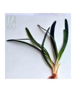 Sagittaria sp. Giant