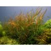 Potamogeton Octandrus - Red
