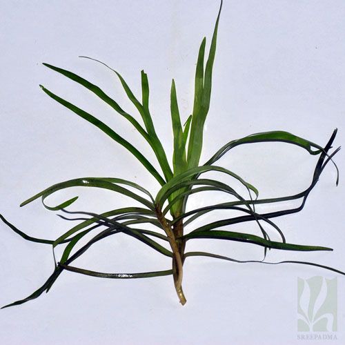 Eichhornia Azurea