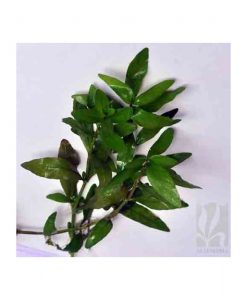 Hygrophila polysperma -Green