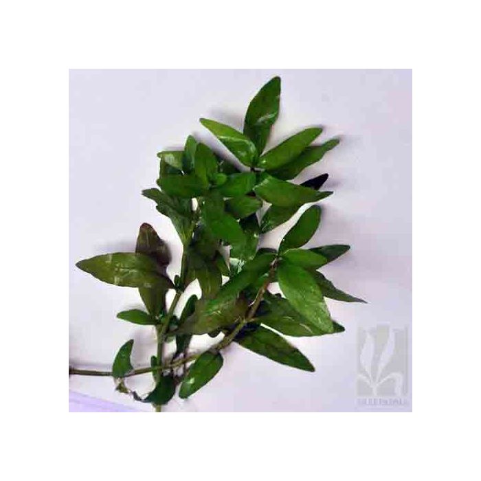 Hygrophila polysperma -Green