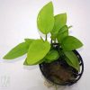 Anubias Nana "Gold"