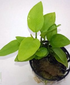 Anubias Nana "Gold"