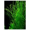 Potamogeton Octandrus - Green