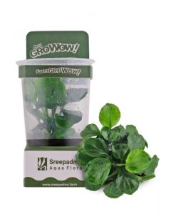 Anubias Barteri 'Coin Leaf' - GroWoW! Series
