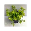 Lysimachia nummularia aura -Yellow
