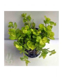 Lysimachia nummularia aura -Yellow