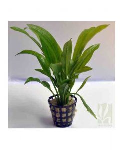 Echinodorus parvifloris