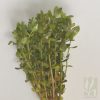 Bacopa caroliniana