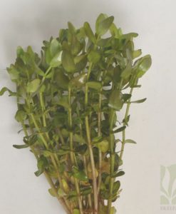 Bacopa caroliniana