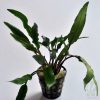 Cryptocoryne wendtii