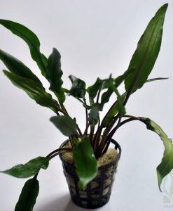 Cryptocoryne wendtii