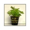 Hygrophila difformis