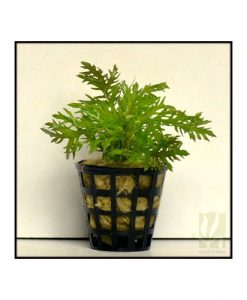 Hygrophila difformis