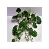 Hydrocotyle Leucocephala