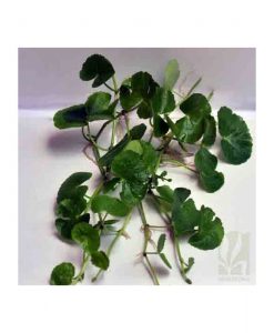 Hydrocotyle Leucocephala
