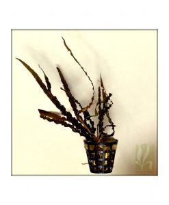 Cryptocoryne spiralis 'red'