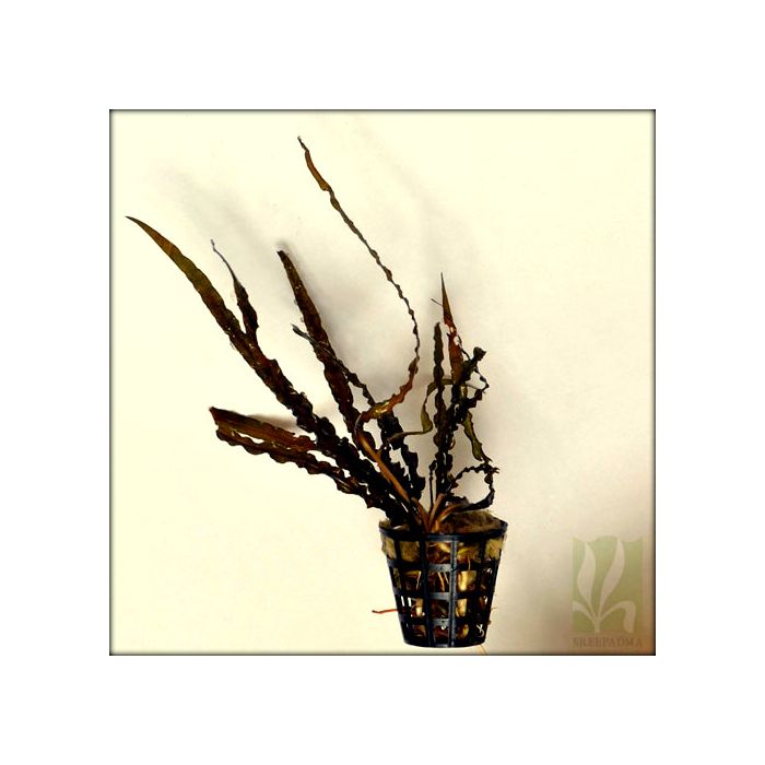 Cryptocoryne spiralis 'red'
