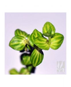 Lindernia rotuundifolia -Variegated