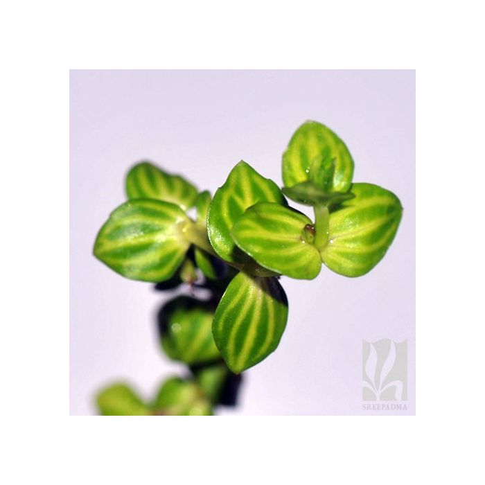 Lindernia rotuundifolia -Variegated