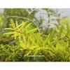 Rotala sp. 'Big Bear'