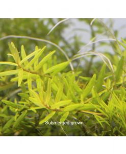 Rotala sp. 'Big Bear'