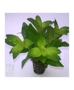 Staurogyne spatulata