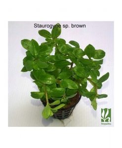 Staurogyne sp. brown