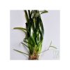 Vallisneria Americana 'Gigantea'