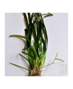 Vallisneria Americana 'Gigantea'