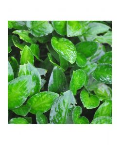 Lagenandra Meeboldii - Green