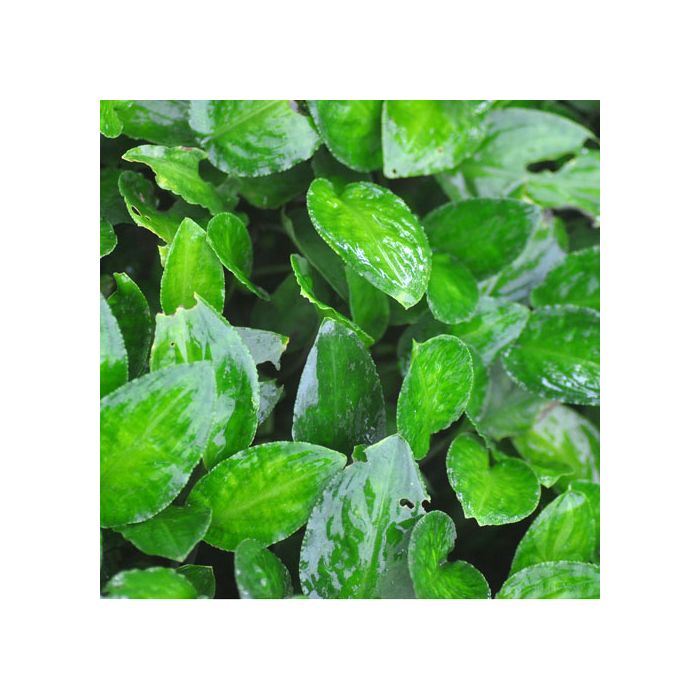 Lagenandra Meeboldii - Green