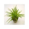 Eriocaulon Parviflorum
