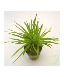 Eriocaulon Parviflorum