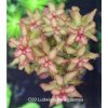 Ludwigia senegalensis