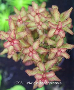Ludwigia senegalensis