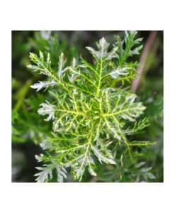 Hygrophila difformis 'Variegated'