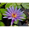 Nymphaea  Islamorada