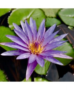 Nymphaea  Islamorada