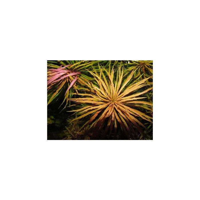Pogostemon stellatus 'dassen' -Purple