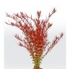 Rotala var. 'Blood red' SG
